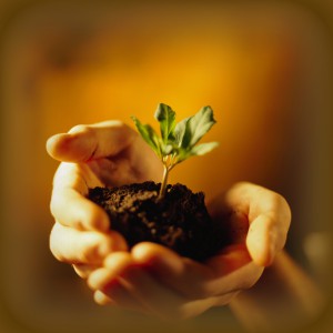 close-up of human hands holding a sapling
